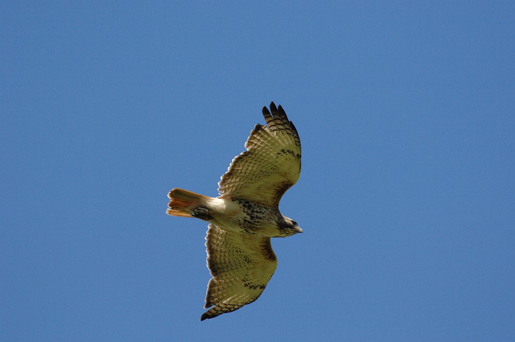 Hawk, Red-tailed, 2012-05115744 Broad Meadow Brook, MA.JPG - Red-tailed Hawk. Broad Meadow Brook Wildlife Sanctuary, MA, 5-11-2012